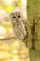 Pustik obecny - Strix aluco - Tawny Owl WS b6716